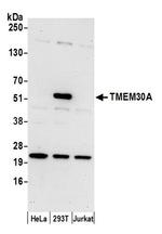 TMEM30A Antibody in Western Blot (WB)