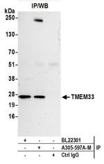 TMEM33 Antibody in Western Blot (WB)