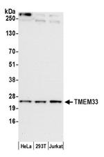 TMEM33 Polyclonal Antibody