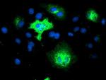 TMEM80 Antibody in Immunocytochemistry (ICC/IF)