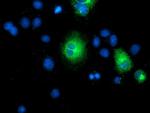 TMEM80 Antibody in Immunocytochemistry (ICC/IF)