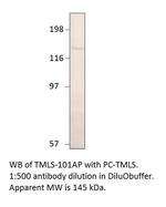 Timeless Polyclonal Antibody