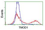 TMOD1 Antibody in Flow Cytometry (Flow)