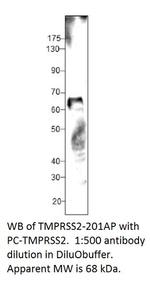 TMPRSS2 Antibody in Western Blot (WB)