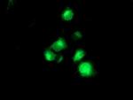 TMPRSS5 Antibody in Immunocytochemistry (ICC/IF)