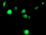 TMPRSS5 Antibody in Immunocytochemistry (ICC/IF)