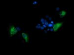 TMPRSS5 Antibody in Immunocytochemistry (ICC/IF)