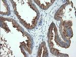 TMPRSS5 Antibody in Immunohistochemistry (Paraffin) (IHC (P))
