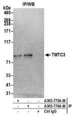 TMTC3 Polyclonal Antibody