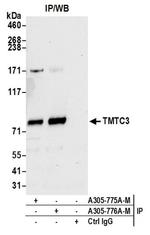 TMTC3 Antibody in Immunoprecipitation (IP)