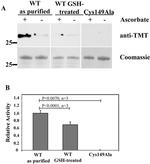 TMT Monoclonal Antibody (25D5)
