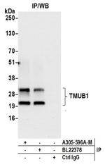 TMUB1 Antibody in Western Blot (WB)