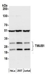 TMUB1 Polyclonal Antibody