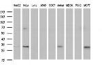 TMX1 Antibody in Western Blot (WB)