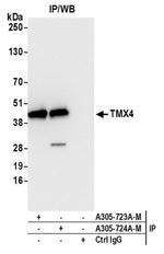 TMX4 Antibody in Western Blot (WB)