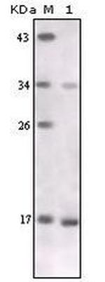 TNF alpha Antibody in Western Blot (WB)