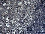 TNFA Antibody in Immunohistochemistry (Paraffin) (IHC (P))
