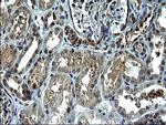 TNFA Antibody in Immunohistochemistry (Paraffin) (IHC (P))