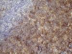 TNFA Antibody in Immunohistochemistry (Paraffin) (IHC (P))