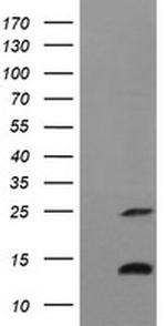 TNFA Antibody in Western Blot (WB)