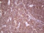 TNFRSF18 Antibody in Immunohistochemistry (Paraffin) (IHC (P))