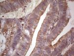 TNFRSF18 Antibody in Immunohistochemistry (Paraffin) (IHC (P))