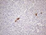TNFRSF18 Antibody in Immunohistochemistry (Paraffin) (IHC (P))