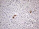 TNFRSF18 Antibody in Immunohistochemistry (Paraffin) (IHC (P))