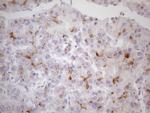 TNFRSF18 Antibody in Immunohistochemistry (Paraffin) (IHC (P))