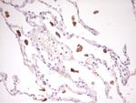 TNFRSF18 Antibody in Immunohistochemistry (Paraffin) (IHC (P))