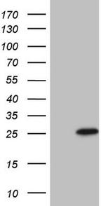 TNFRSF18 Antibody in Western Blot (WB)