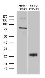 TNFRSF18 Antibody in Western Blot (WB)