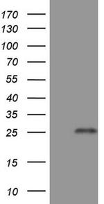 TNFRSF18 Antibody in Western Blot (WB)