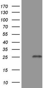 TNFRSF18 Antibody in Western Blot (WB)