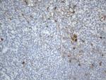 TNFRSF4 Antibody in Immunohistochemistry (Paraffin) (IHC (P))