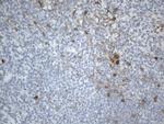 TNFRSF4 Antibody in Immunohistochemistry (Paraffin) (IHC (P))