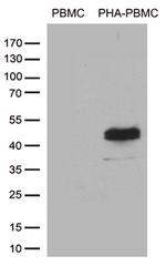 TNFRSF4 Antibody in Western Blot (WB)