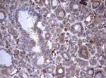 TNFRSF8 Antibody in Immunohistochemistry (Paraffin) (IHC (P))