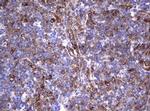 TNFRSF8 Antibody in Immunohistochemistry (Paraffin) (IHC (P))