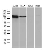 TNFRSF8 Antibody in Western Blot (WB)