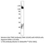 TNIK Polyclonal Antibody
