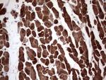 TNNT2 Antibody in Immunohistochemistry (Paraffin) (IHC (P))