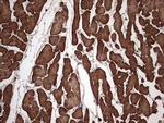 TNNT2 Antibody in Immunohistochemistry (Paraffin) (IHC (P))