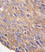 TOB2 Antibody in Immunohistochemistry (IHC)