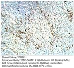 TOMM5 Antibody in Immunohistochemistry (IHC)