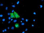 TOMM34 Antibody in Immunocytochemistry (ICC/IF)