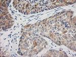 TOMM34 Antibody in Immunohistochemistry (Paraffin) (IHC (P))