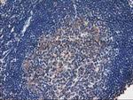 TOMM34 Antibody in Immunohistochemistry (Paraffin) (IHC (P))
