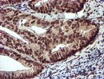 TOMM34 Antibody in Immunohistochemistry (Paraffin) (IHC (P))