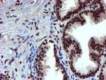 TOMM34 Antibody in Immunohistochemistry (Paraffin) (IHC (P))